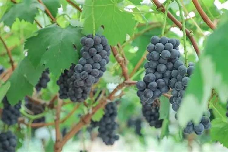 水溶肥中的钾肥是什么原料