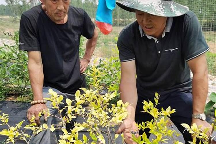 种植马蹄赚钱吗 种植成本与利润