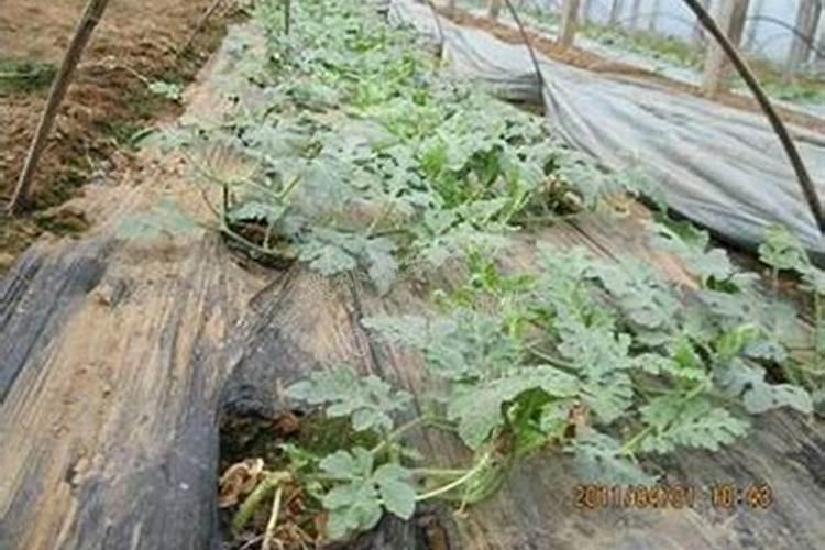 含镁的肥料有哪些