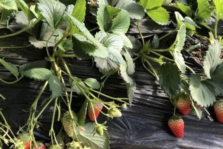 柠檬树施什么肥料最好