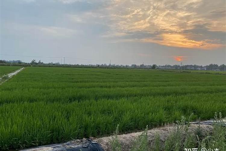 果树苗春季发芽开花期敢不敢施肥？