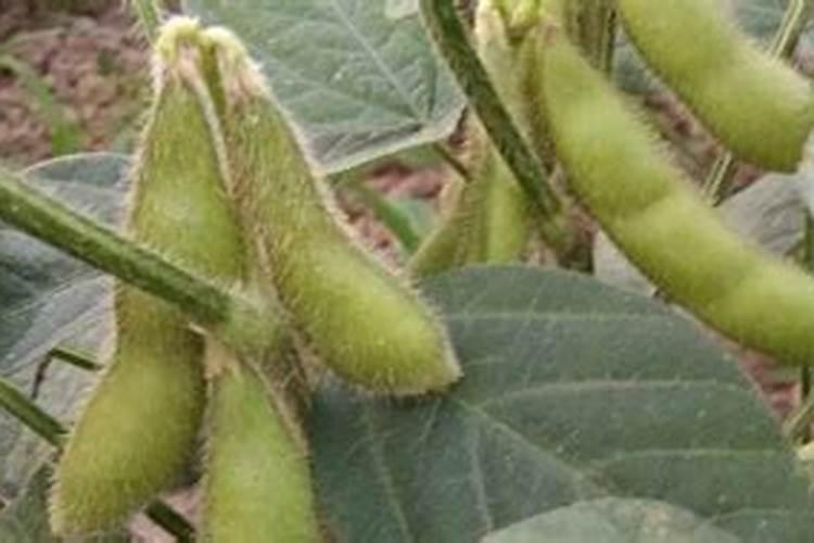 大豆盛花期可以喷磷酸二氢钾吗