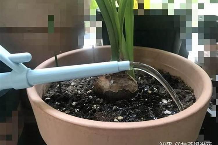 蓝莓移栽后如何缓苗？