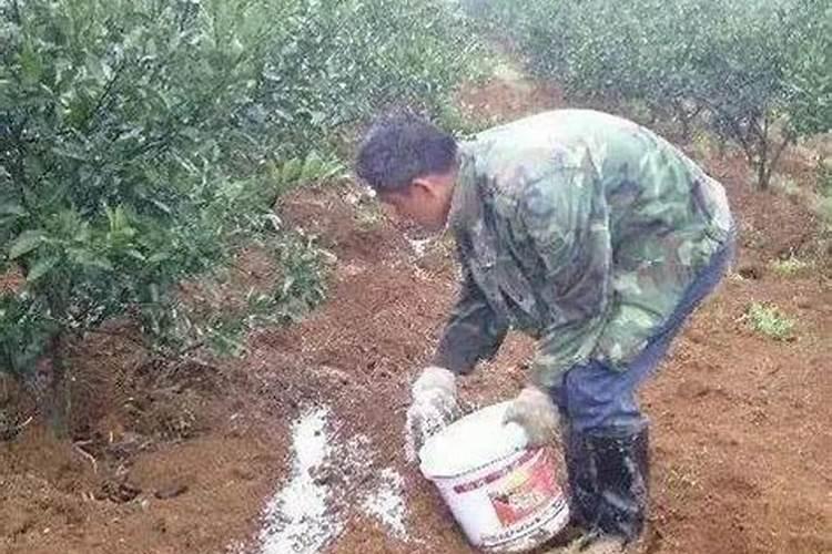 种大蒜上什么肥料好蒜头大