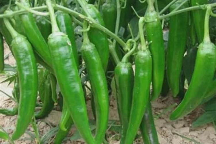 种大蒜最好的复合肥