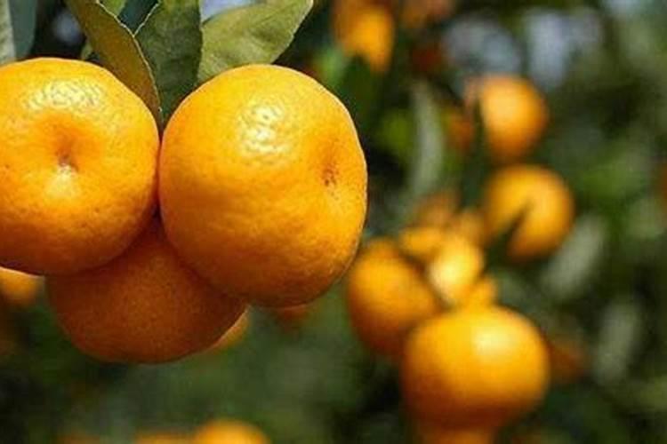 哪位大师有桃树水肥管理技术拜托传授一下