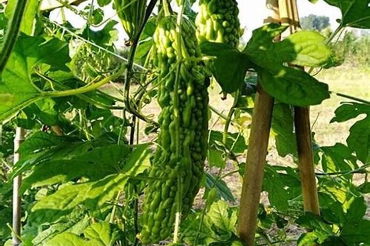 钙镁磷肥成分性质