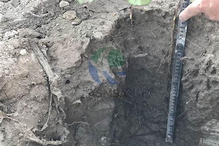 番茄无土栽培管理技术 番茄育苗小技巧