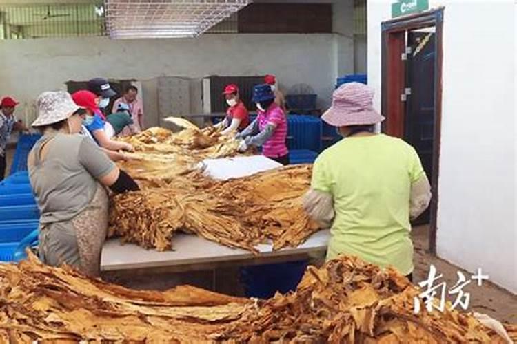 种辣椒用什么肥料
