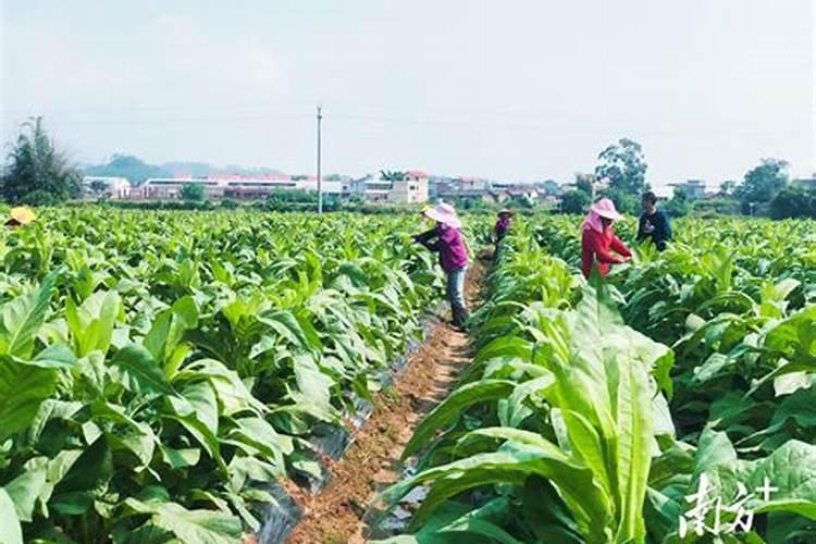 辣椒施肥,要哪种肥比较好