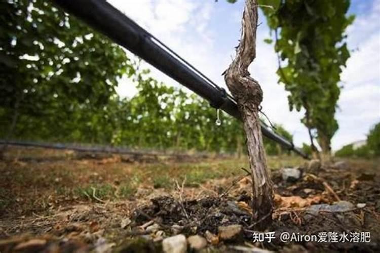 山药多久浇一次水