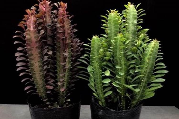 男子10年前养了一株龙骨花,如今变成“森林”:即将冲破天花板