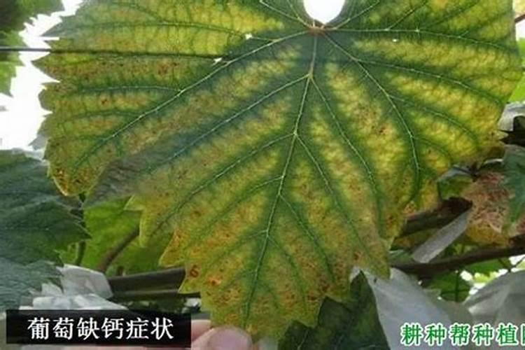 芸苔素功能特点