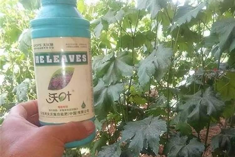 牡丹花怎样使用磷酸二氢钾