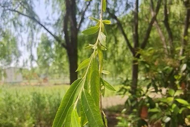 高手,种植垂柳养金蝉,如何给柳树施肥