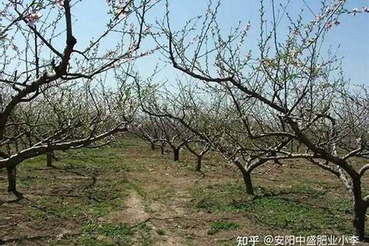 航海王燃烧意志凯多怎么样 凯多技能介绍