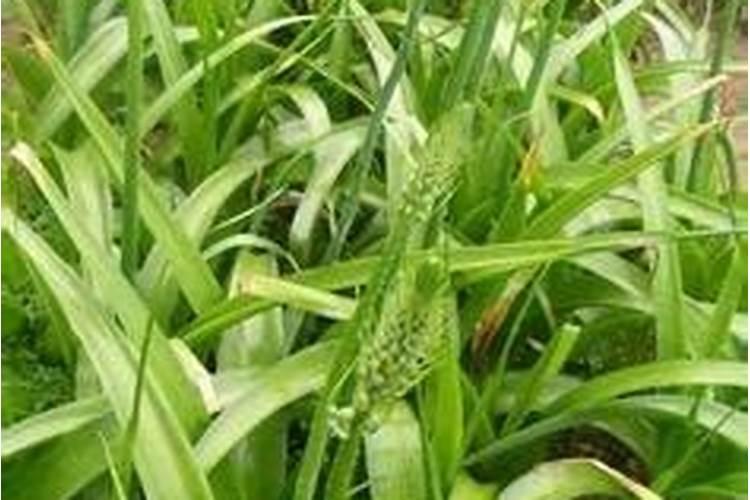 樱桃树花后打什么药