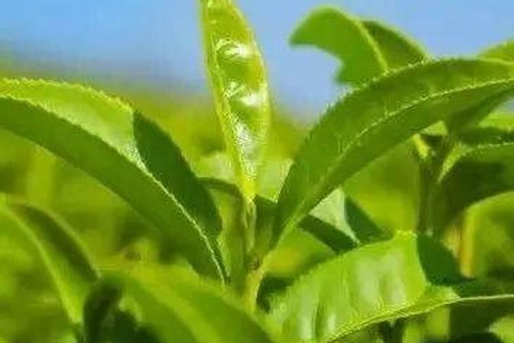 为什么氮肥壮叶磷肥壮茎钾肥壮果