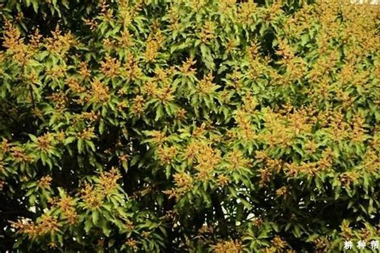 芒果开花期的管理技术是什么