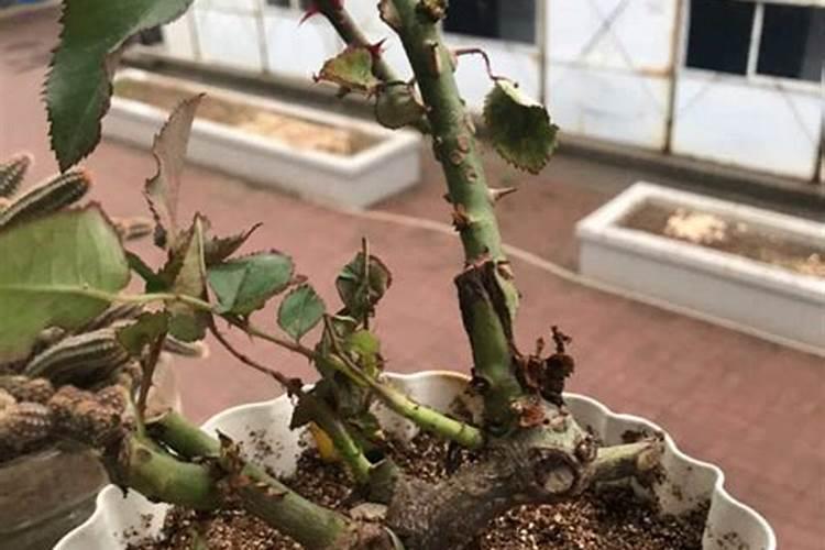 云三农官网农药为什么那么便宜？