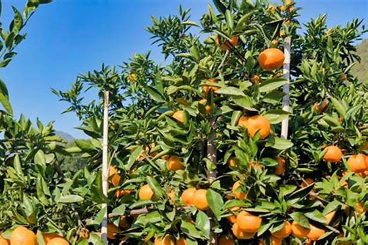 什么肥能促进花芽分化、发芽期间施什么肥