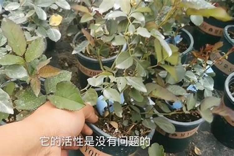 月季花现在都发芽了,而且也长新叶子了,可以施肥吗。