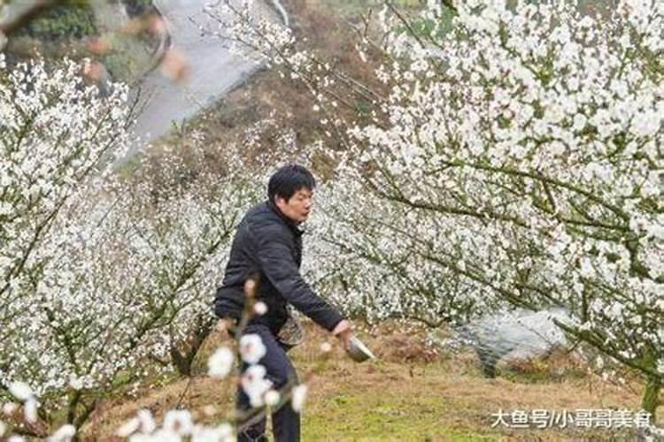 盆栽生菜浇水正确方法生菜要不要天天浇水
