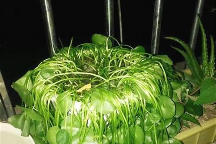 什么叫复合肥？常见的复合肥有哪些？