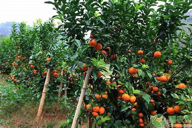 益施秋实中量元素水溶肥用量是多少