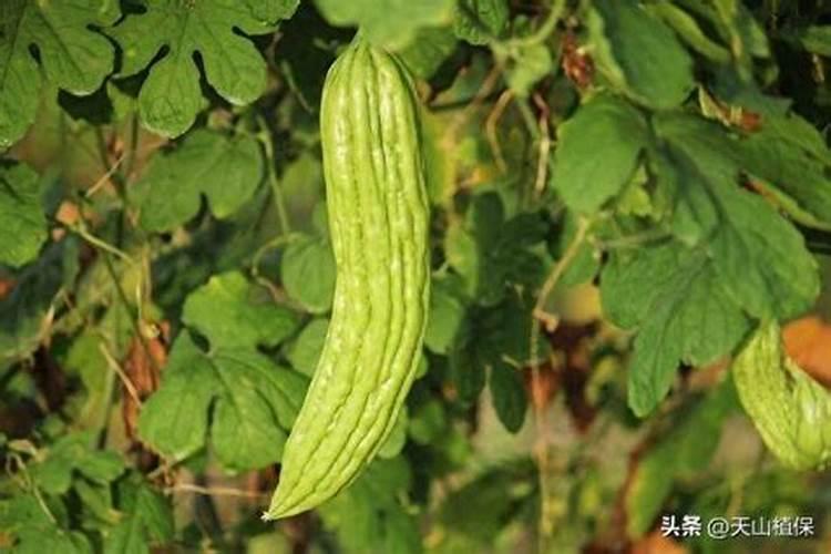 长寿豆的种植方法