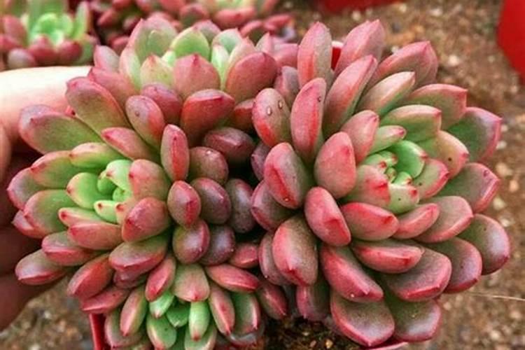 玉米施肥深好还是浅好 是不是越深越好