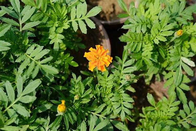 多菌灵可以浇花吗 能和复合肥一起浇吗