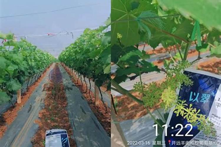 多菌灵可以浇花吗 能和复合肥一起浇吗