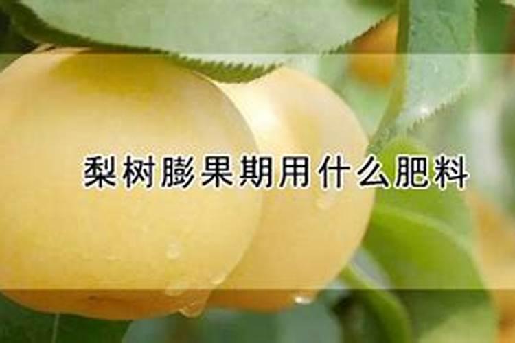 为什么长出来的梨子很硬？是品种问题还是缺少肥料？