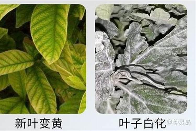 腐植酸尿素和尿素哪个好？