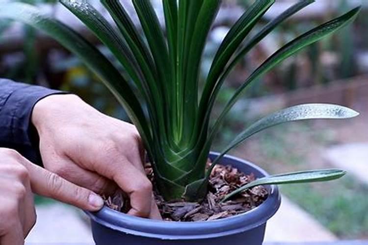 杏花花期应施用什么叶面肥？ 赤霉酸在各种蔬菜上的使用方法及注意事项...