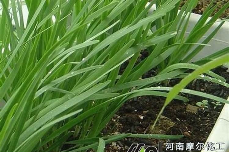 怎样辨别矿源黄腐酸钾的真假？