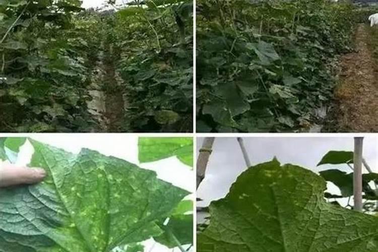 芸苔素对大蒜上的作用