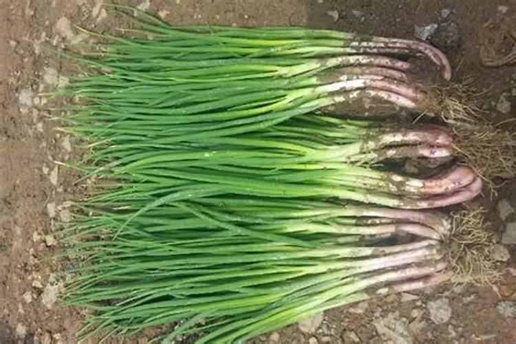 小香葱施什么肥料长得粗壮