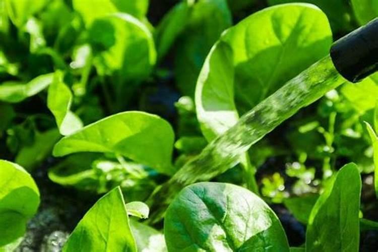 怎么给花施复合肥