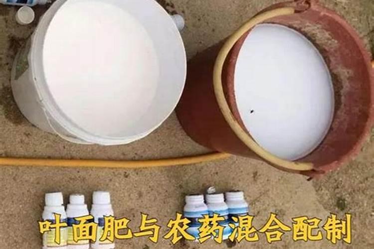 龙眼树什么时候施肥比较好