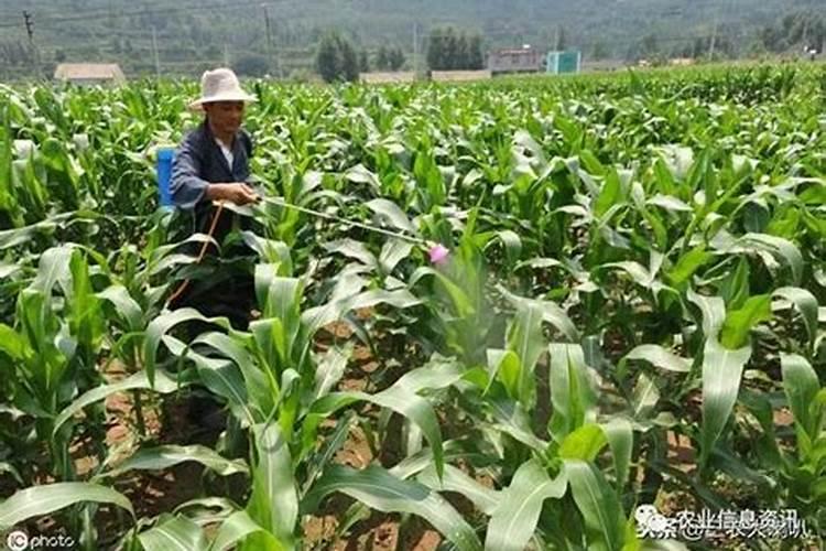 玉米追肥应该在雨前还是雨后？最佳追肥时间是什么时候？