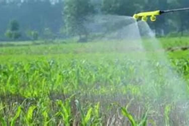 连续下雨玉米怎么施肥料施什么肥7？