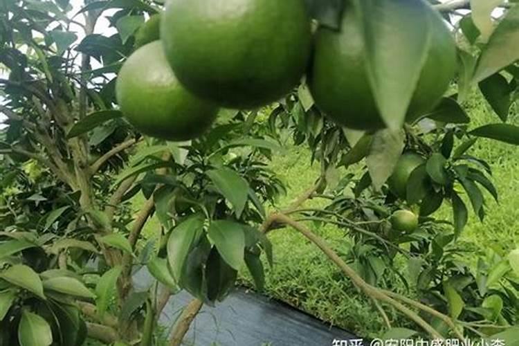 罗布泊硫酸钾让蔬菜品质得到市场认可