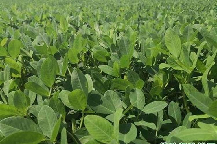 花生下针多用什么调节剂,花生下针到成熟需要多少天