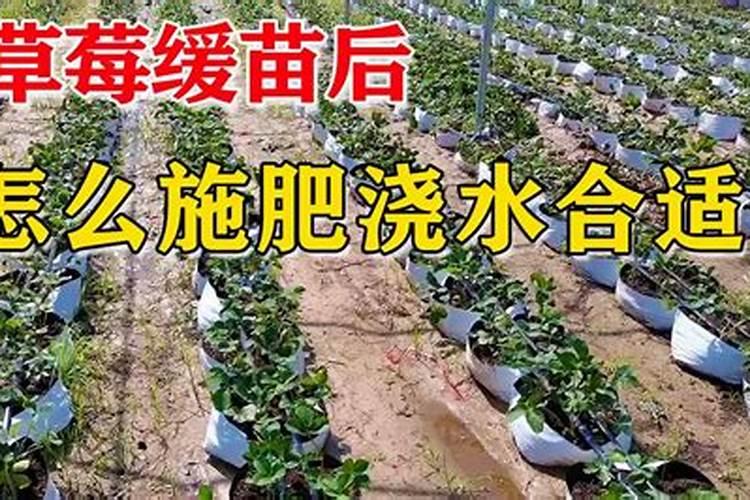草莓苗什么时候施肥 草莓苗种植多久能施肥