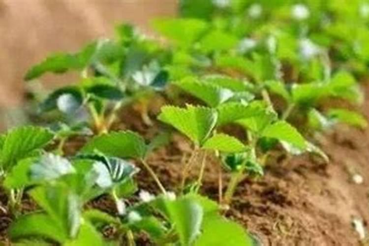 草莓苗长几年可以结果怎么浇水施肥