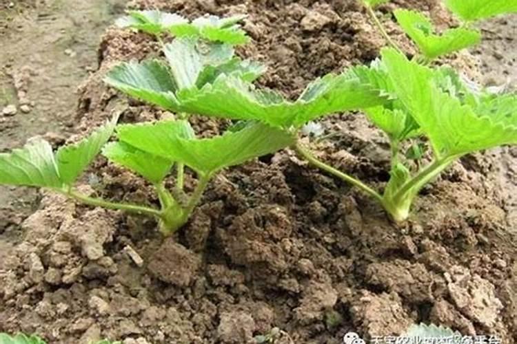 草莓碧护使用方法