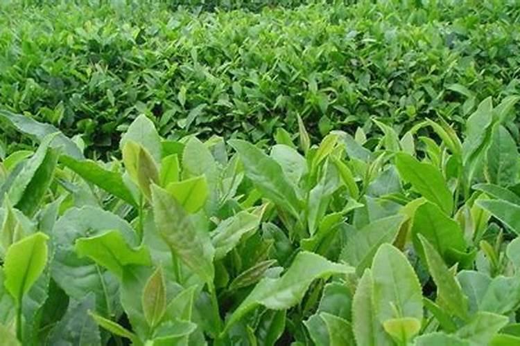 9月份的小青菜几天打药