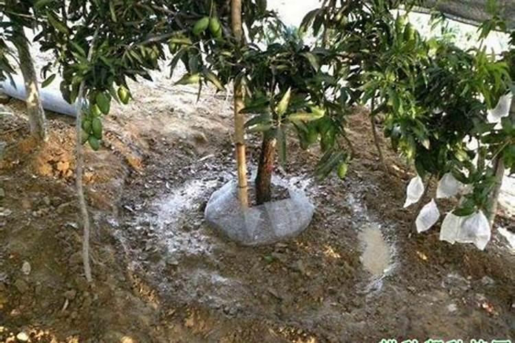 芒果树用什么肥料最好